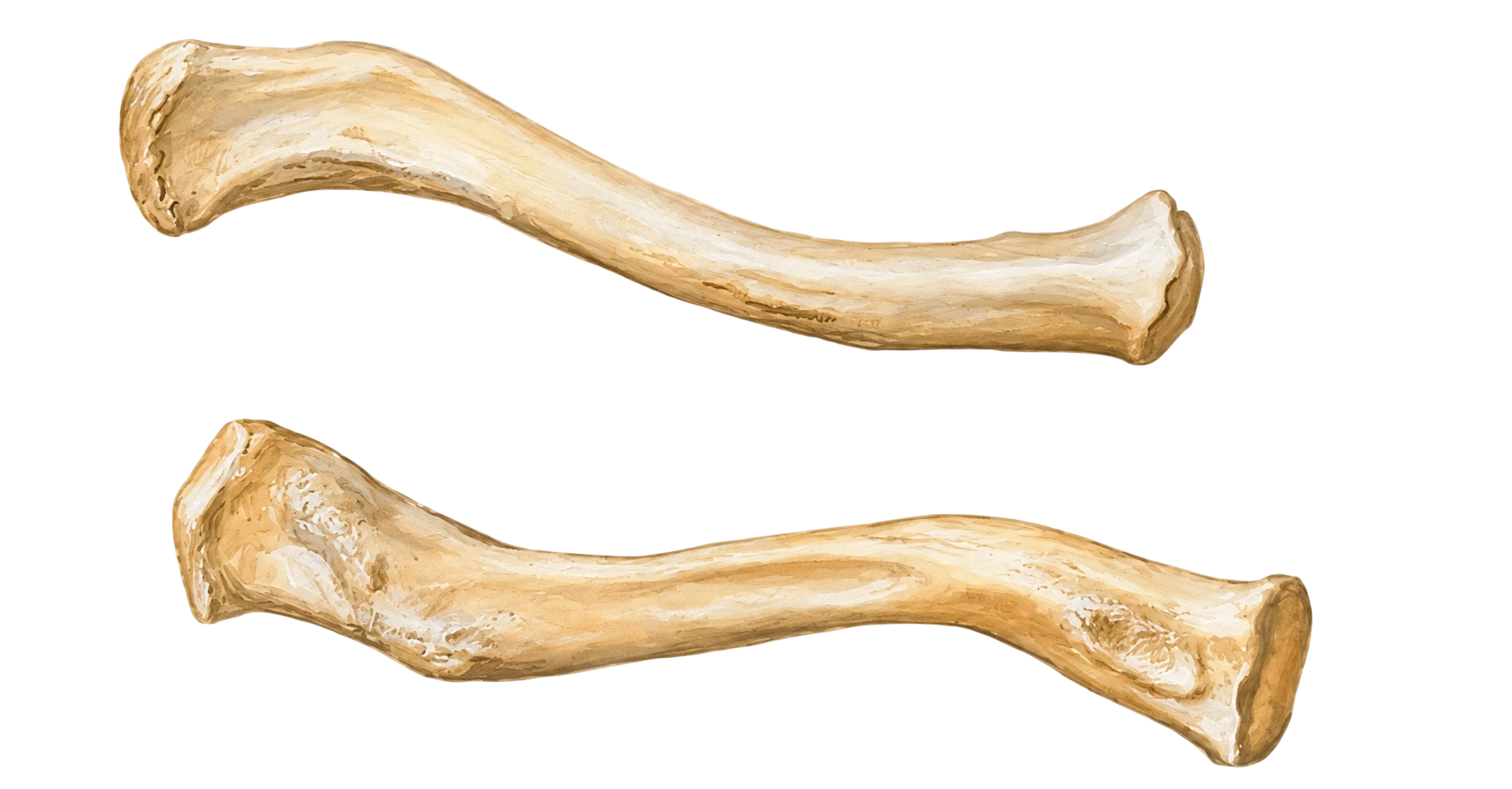 Clavícula