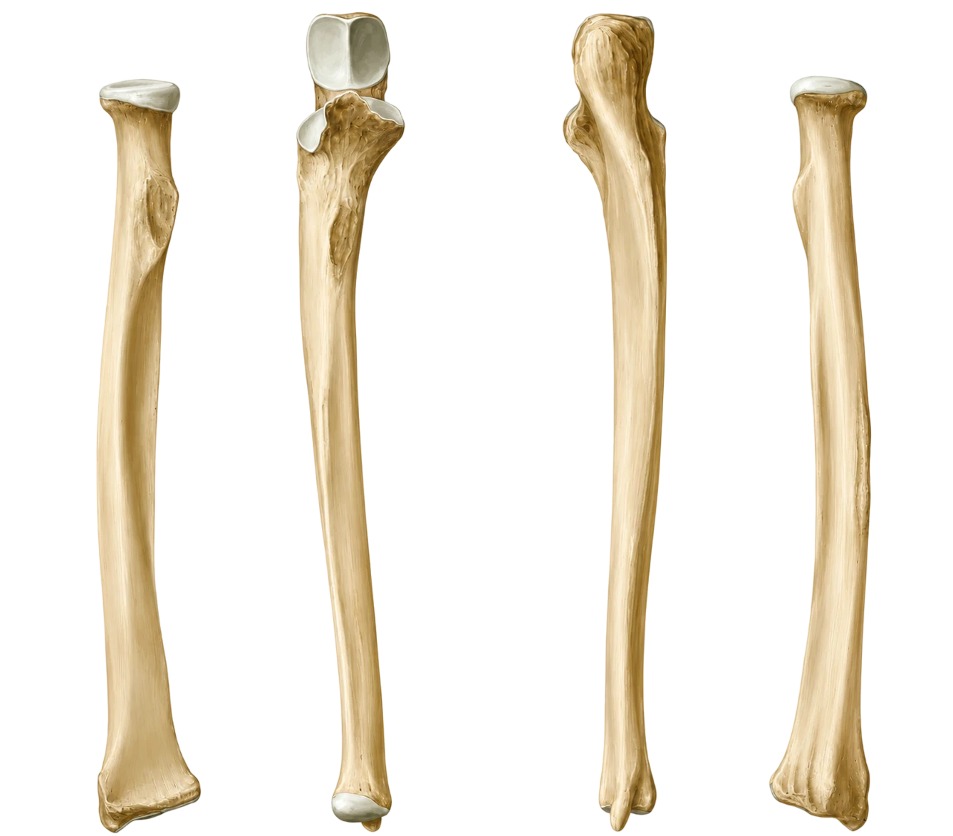 Rádio e Ulna