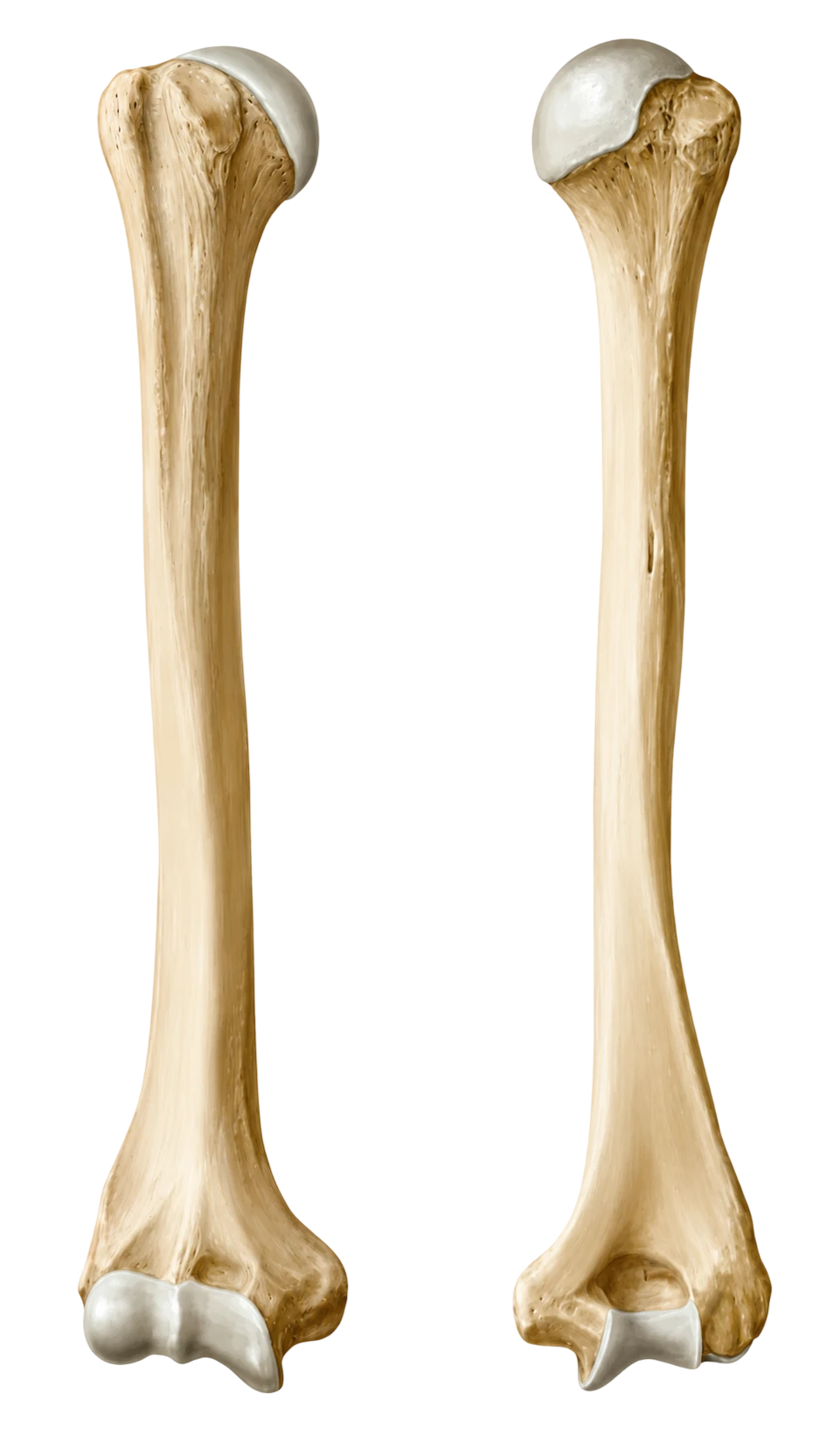 Úmero