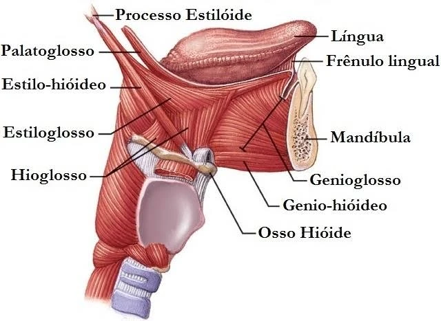 Imagem 13