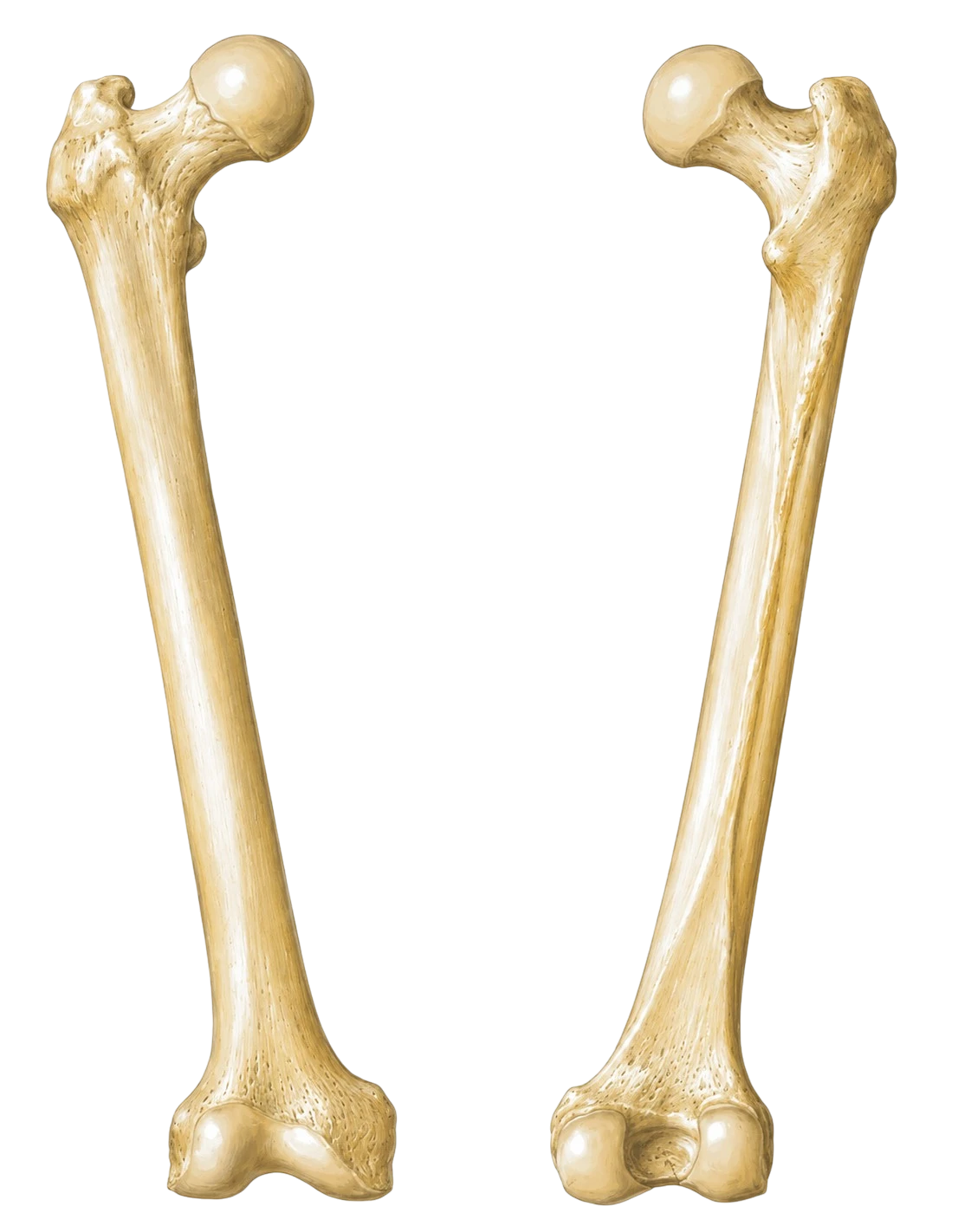 Fêmur