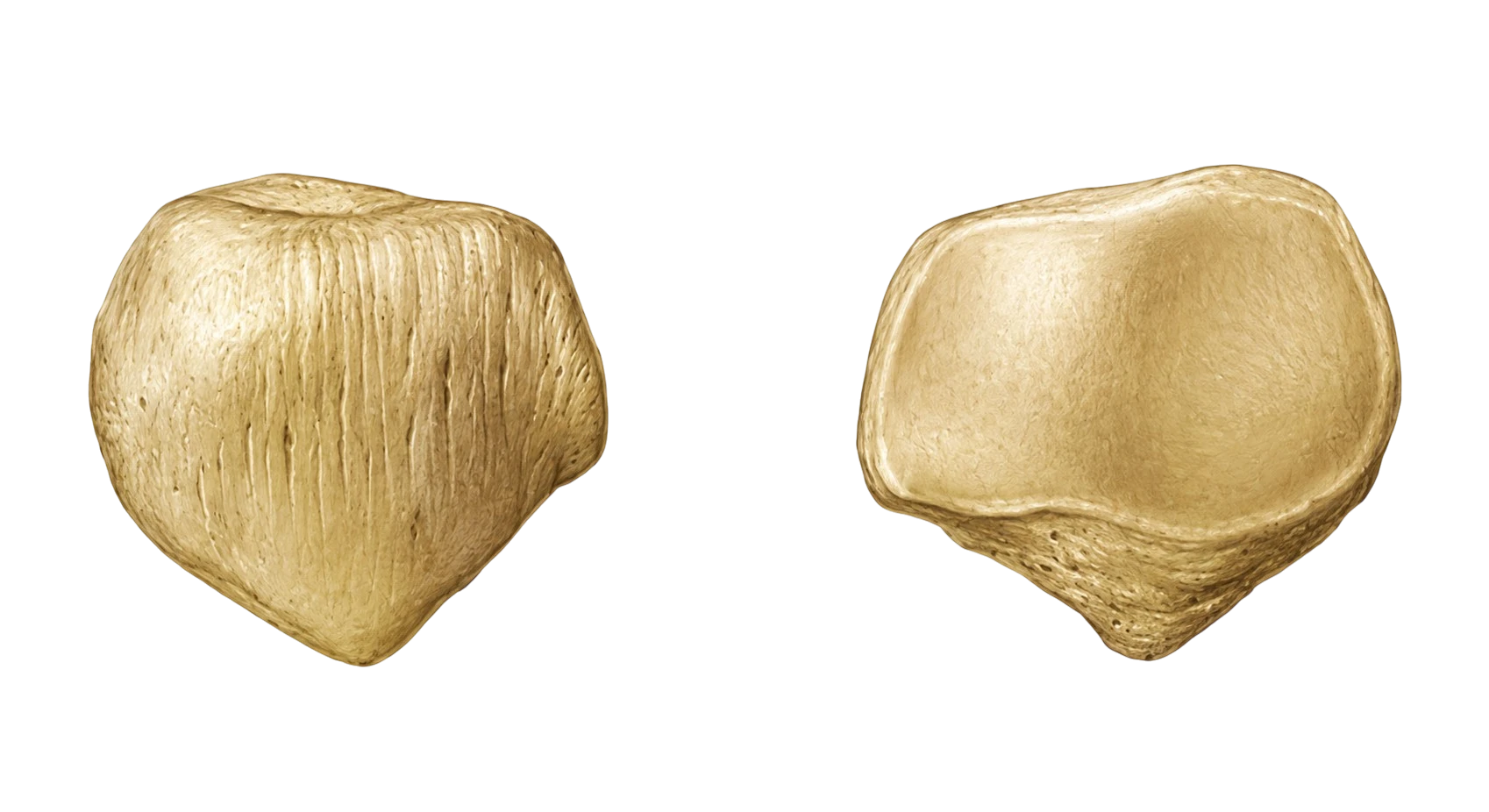 Patela