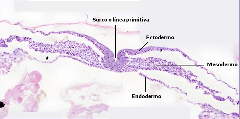Drem prueba histologia