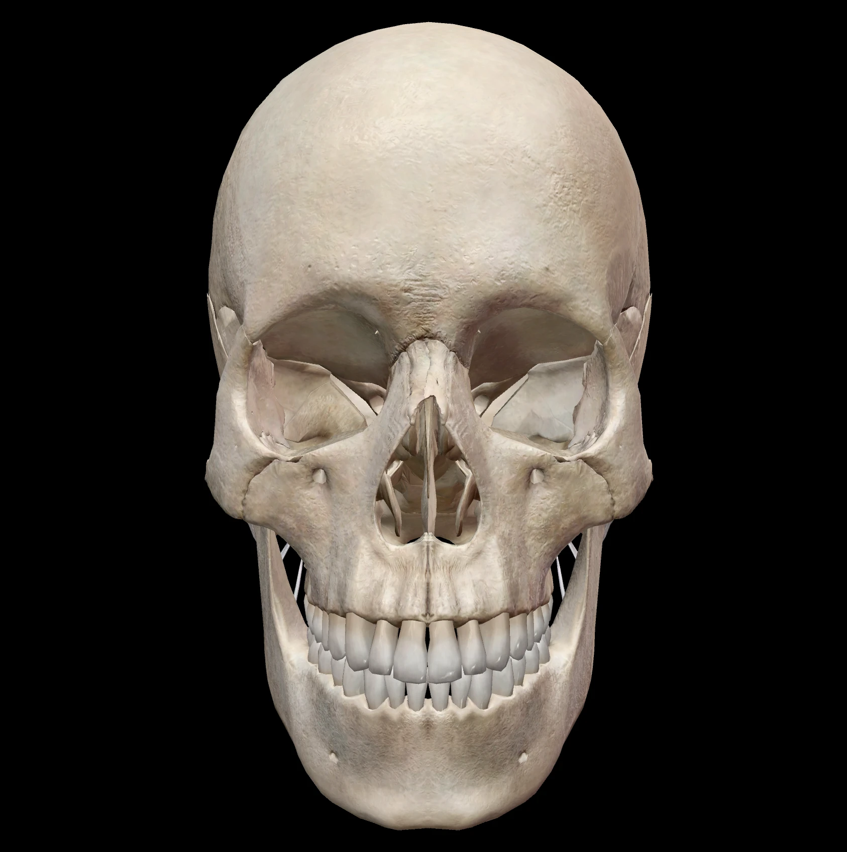 NeuroAnatomia - Ossos