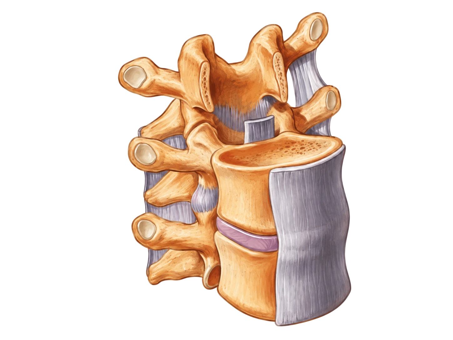 Articulação vertebral