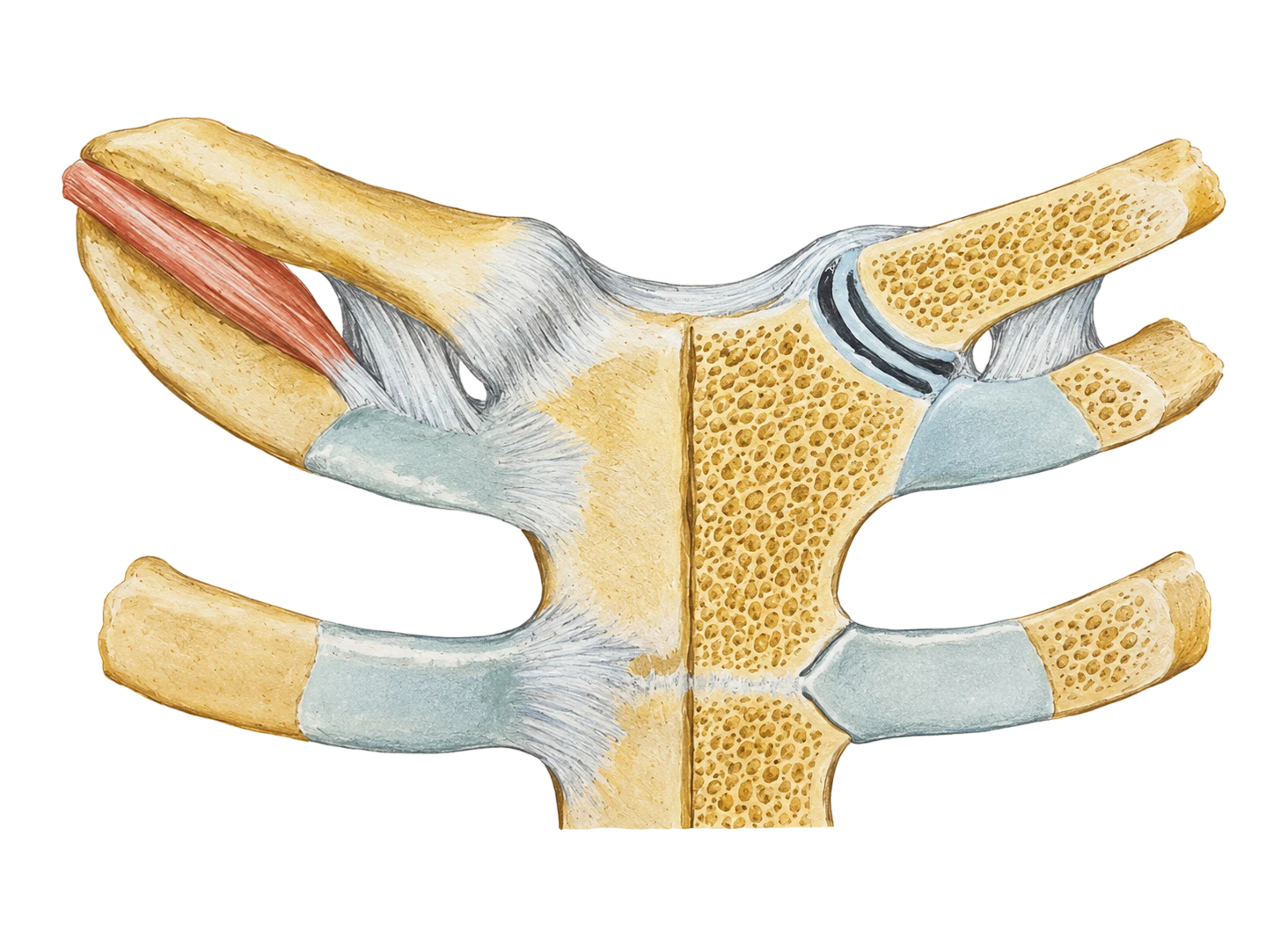 Articulação esternoclavicular e esternocostal