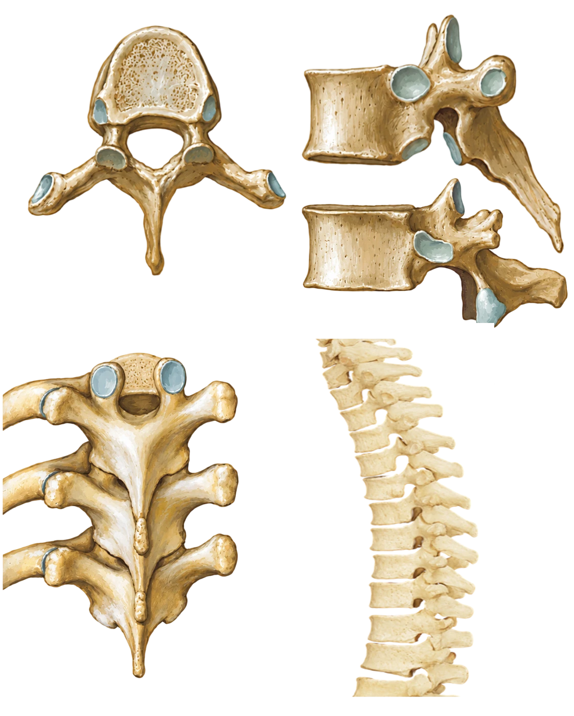 Vértebras torácicas