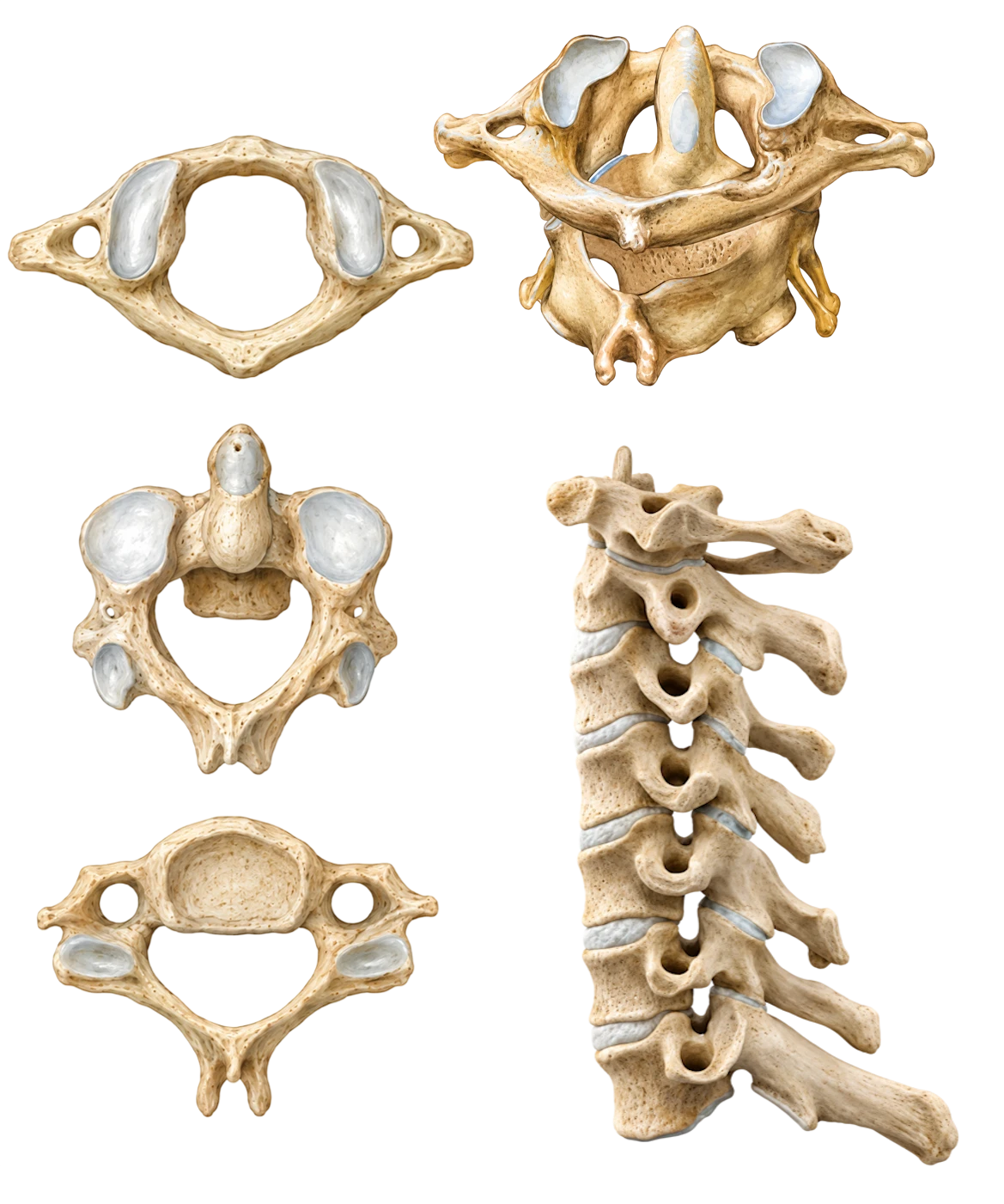Vértebras cervicais