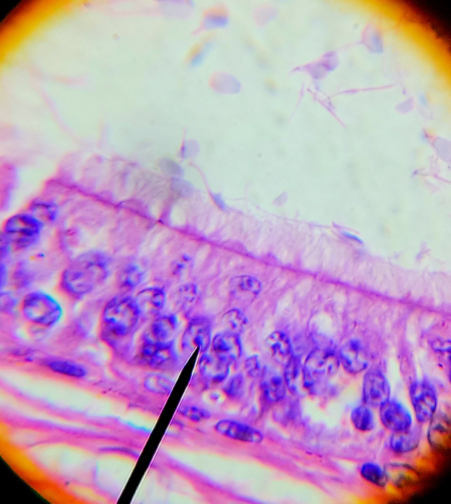 Histologia - Tecido Epitelial - Especiações apicais - (Lâminas originais)
